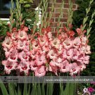 New Gladiolus Flower 50 Very Beautiful Sword Lily Flower COLOR H Seeds