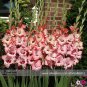 New Gladiolus Flower 50 Very Beautiful Sword Lily Flower COLOR H Seeds