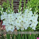 New Gladiolus Flower 50 Very Beautiful Sword Lily Flower COLOR I Seeds