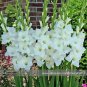 New Gladiolus Flower 50 Very Beautiful Sword Lily Flower COLOR I Seeds