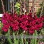 New Gladiolus Flower 50 Very Beautiful Sword Lily Flower COLOR J Seeds