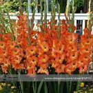 New Gladiolus Flower 50 Very Beautiful Sword Lily Flower COLOR K Seeds