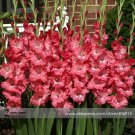 New Gladiolus Flower 50 Very Beautiful Sword Lily Flower COLOR M Seeds