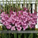 New Gladiolus Flower 50 Very Beautiful Sword Lily Flower COLOR N Seeds