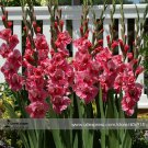 New Gladiolus Flower 50 Very Beautiful Sword Lily Flower COLOR O Seeds