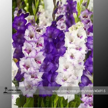 New Gladiolus Flower 50 Very Beautiful Sword Lily Flower COLOR P Seeds