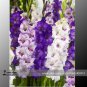 New Gladiolus Flower 50 Very Beautiful Sword Lily Flower COLOR P Seeds