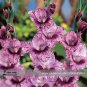 New Gladiolus Flower 50 Very Beautiful Sword Lily Flower COLOR Q Seeds