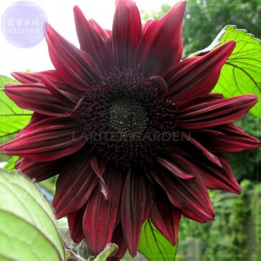 Black Magic Almost Black Red Sunflowers 15 3-layer big blooms flowers Seeds