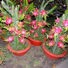 Hainan Pink Pitaya Dragon Fruit Cactus Plant 100 bonsai tasty sweet pitaya Seeds