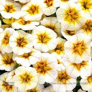 Rare Superbells Frostfire Calibrachoa Petunia Annual Flower 100 Large Blooming Flower Seeds