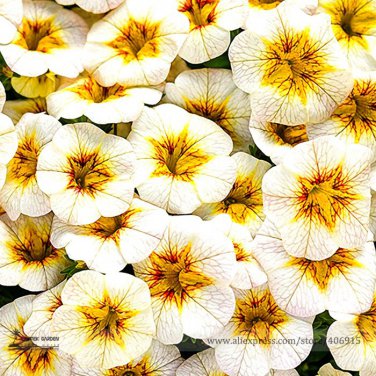 Rare Superbells Frostfire Calibrachoa Petunia Annual Flower 100 Large Blooming Flower Seeds