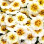 Rare Superbells Frostfire Calibrachoa Petunia Annual Flower 100 Large Blooming Flower Seeds