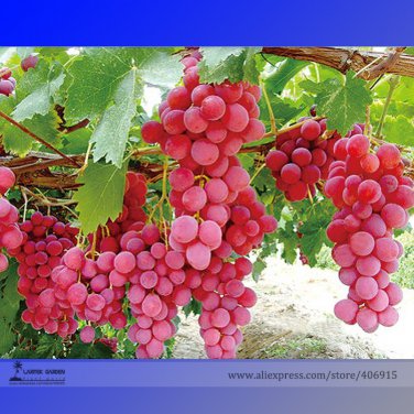 Pink Hongti Grape Organic 15 Tasty Hardy Plant Fruit Seeds