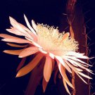 10 Acanthocereus Tetragonus Barbed Wire Cactus with White Succulents Seeds