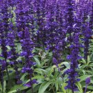 20 Salvia farinacea Dark Blue Mealy sage Herbaceous Plants Mealycup sage Seeds