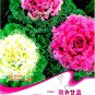 Brassica Oleracea Red White Kale Mixed Original 50 Seeds