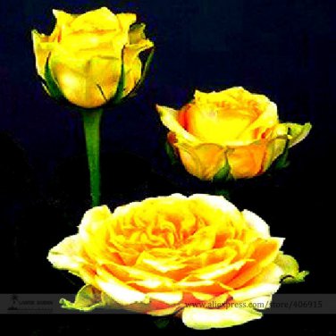 Euro Tri Yellow Rose Shrub Flower 50 Light Fragrant Flowers Seeds