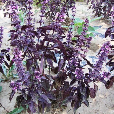 Purple Sweet Basil with giant leaves 100 ocimun basilicum perilla herb salad vegetables Seeds