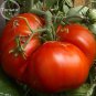 Rare Champion Giant Red Tomato 100 Seeds