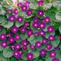 Rare Grandpa Ott Bright Purple Morning Glory 50 climbing vine plants Seeds