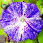 Imported Purple White Stripe Big Morning Glory Flowers 10 very beautiful annual flowers Seeds