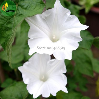 Imported Purely White Morning Glory 10 very beautiful annual flowers Seeds