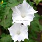 Imported Purely White Morning Glory 10 very beautiful annual flowers Seeds