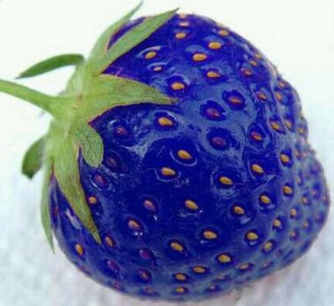 500PCS Organic Blue Strawberry Antioxidant Delicious PlantNewSeeds