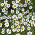 Chamomile German Herbals Flowers Chrysanthemum 20PCS/ Seeds