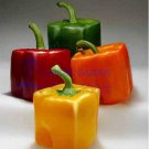 Rarest Mixed Orange Green Red Yellow Square Sweet Pepper F100 Edible Tasty Vegetables Seeds