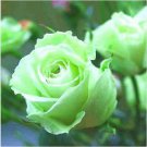 400NewFresh Green Rose Shrub Flower Seeds