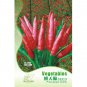 Red Hot Cayenne Pepper Bonsai Original 35pcs healthy Seeds