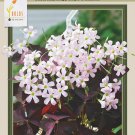 Purple Rain Shamrock The Love Plant Edible Oxalis triangularis 10 Bulbs