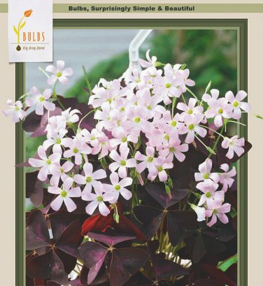 Purple Rain Shamrock The Love Plant Edible Oxalis triangularis 10 Bulbs