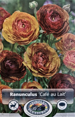 Cafe au Lait Persian Buttercup 10 Bulbs Ranunculus 8/+ cm Bulbs