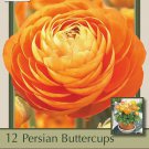 Orange/Salmon Persian Buttercup 10 Bulbs Ranunculus 6/7 cm Hardy