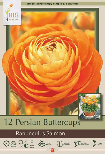 Orange/Salmon Persian Buttercup 10 Bulbs Ranunculus 6/7 cm Hardy
