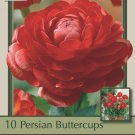 Red Persian Buttercup 10 Bulbs 6/7cm Ranunculus Tecolote Hardy