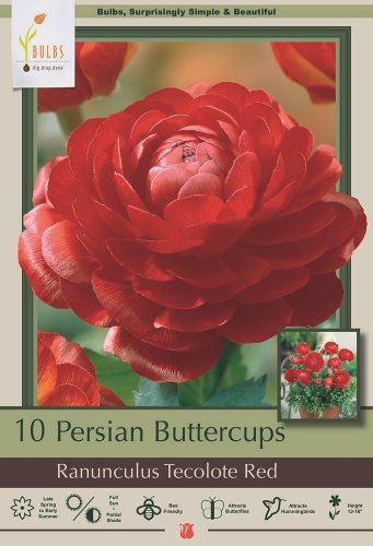 Red Persian Buttercup 10 Bulbs 6/7cm Ranunculus Tecolote Hardy