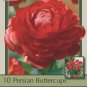 Red Persian Buttercup 10 Bulbs 6/7cm Ranunculus Tecolote Hardy