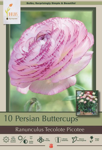 Picotee Persian Buttercup 10 Bulbs 6/7cm Ranunculus Tecolote Hardy