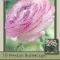 Picotee Persian Buttercup 10 Bulbs 6/7cm Ranunculus Tecolote Hardy