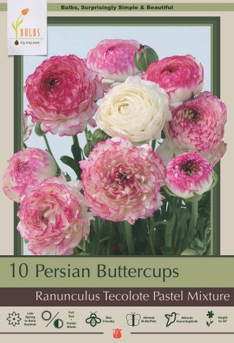 Pastel Mix Persian Buttercups Ranunculus 10 Bulbs 6/7 cm Bulbs