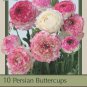Pastel Mix Persian Buttercups Ranunculus 10 Bulbs 6/7 cm Bulbs