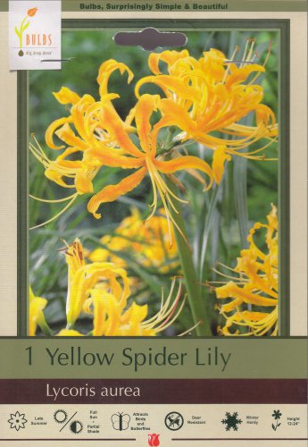 Yellow Spider Lily Bulb Lycoris aurea Surprise Lily 10/12 cm