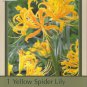 Yellow Spider Lily Bulb Lycoris aurea Surprise Lily 10/12 cm