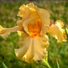 Mango Passion Tall Bearded Iris 1 Top Size Rhizome