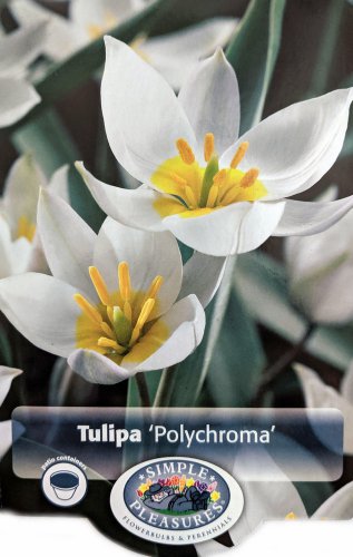 Polychroma Species Tulip 10 Bulbs NEW Pure White 6/+cm Bulbs