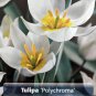 Polychroma Species Tulip 10 Bulbs NEW Pure White 6/+cm Bulbs